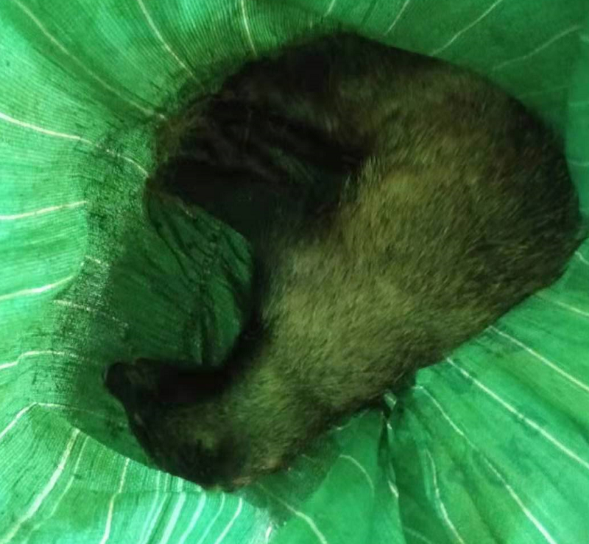 【藥都要聞】本溪高新區(qū)救助國家“三有”保護動物狗獾和國家二級保護動物貓頭鷹